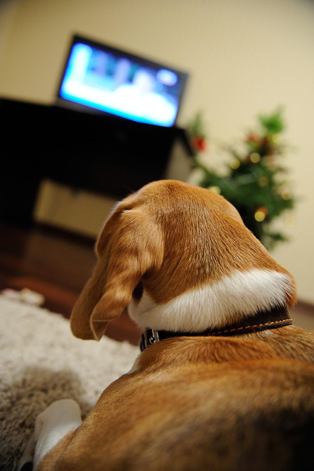 dog watching TV