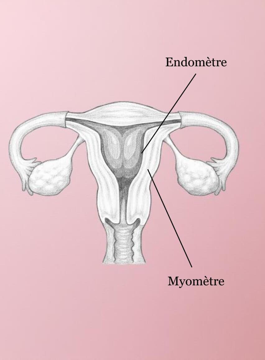 Anatomie de l'utérus pour comprendre l'adénomyose