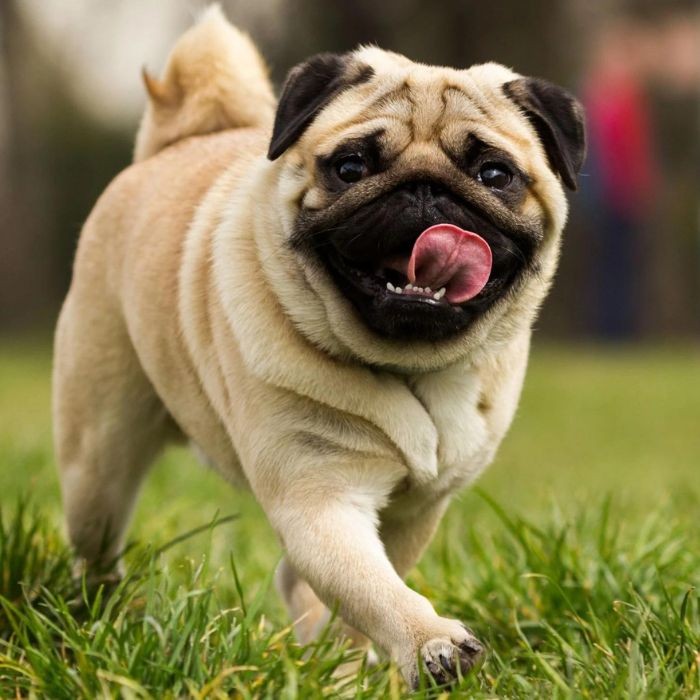 Pug with tongue outstretched