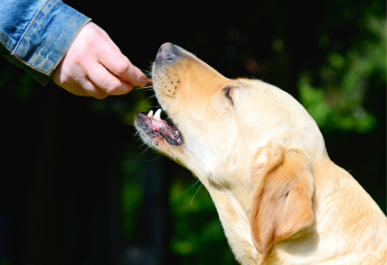 YELLOW LAB EATING WINPRO