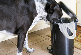 Dog eating out of trash can
