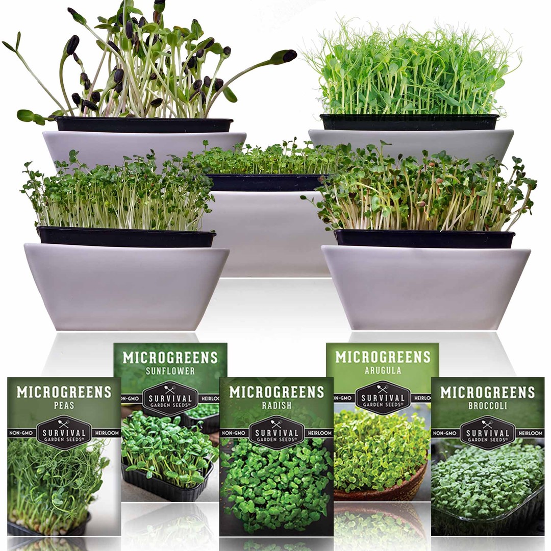 5 Varieties of Microgreens seeds for sprouting