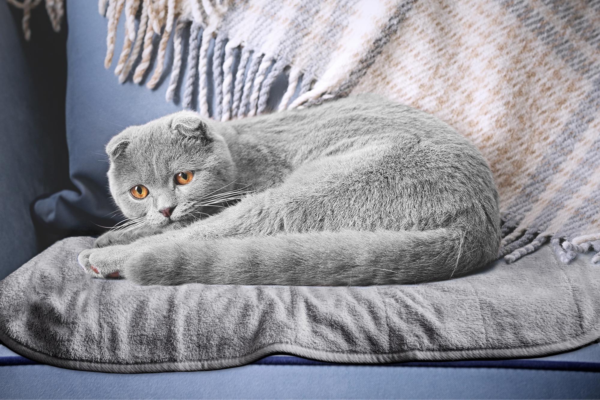 grey cat sleeping on sofa protected with washable bed mat