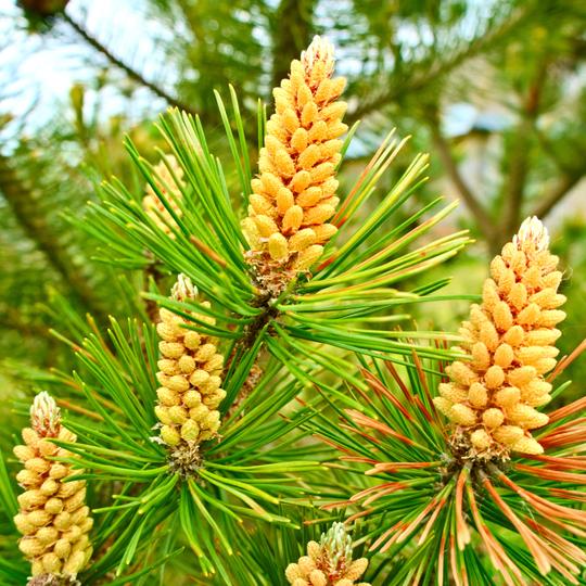 Cell-Wall Cracked Pine Pollen | Addictive Wellness