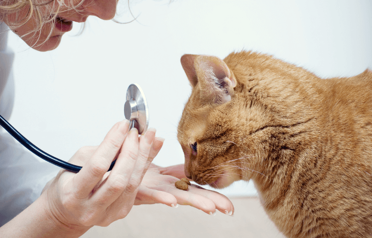 The Door Buddy - Cats with Allergies - Cover Photo