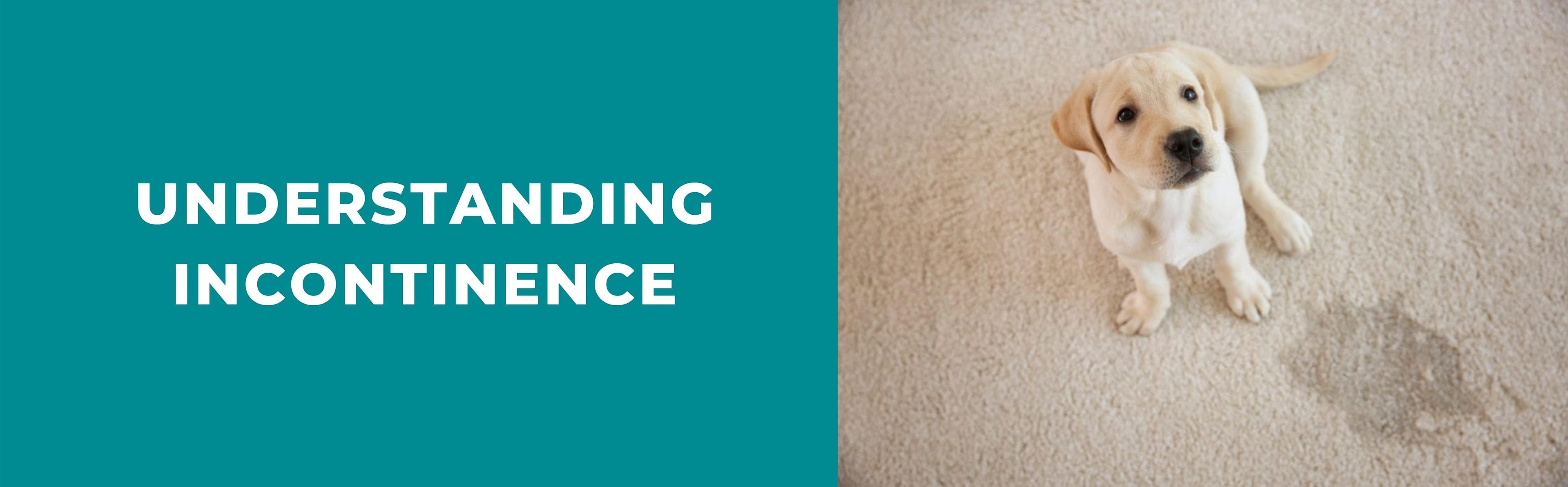 Dog Incontinence 101 Common Causes and Treatment Potty Buddy™