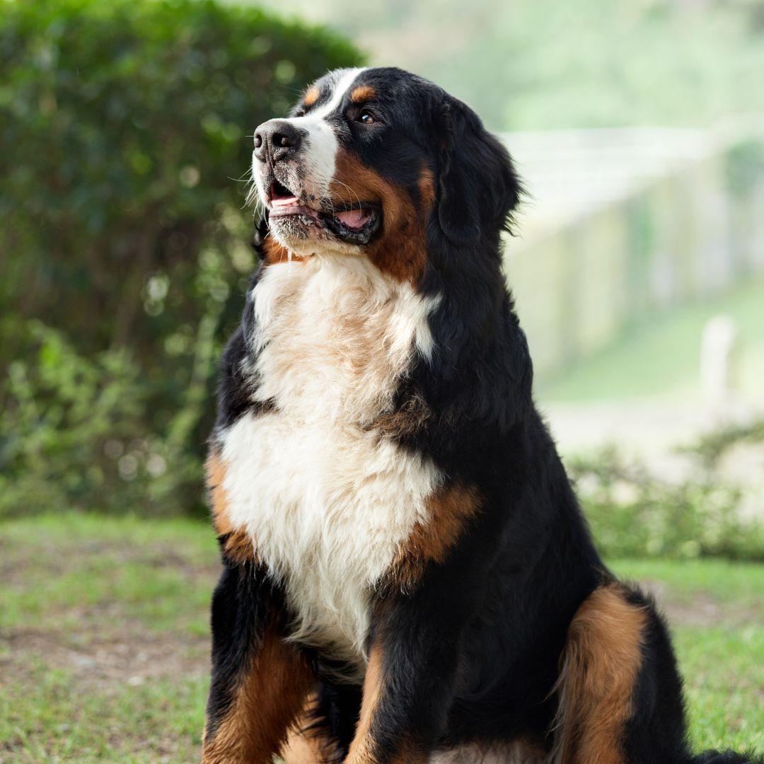 My Dog Won’t Pee on the Pad Anymore What to Do Now to Fix It Potty