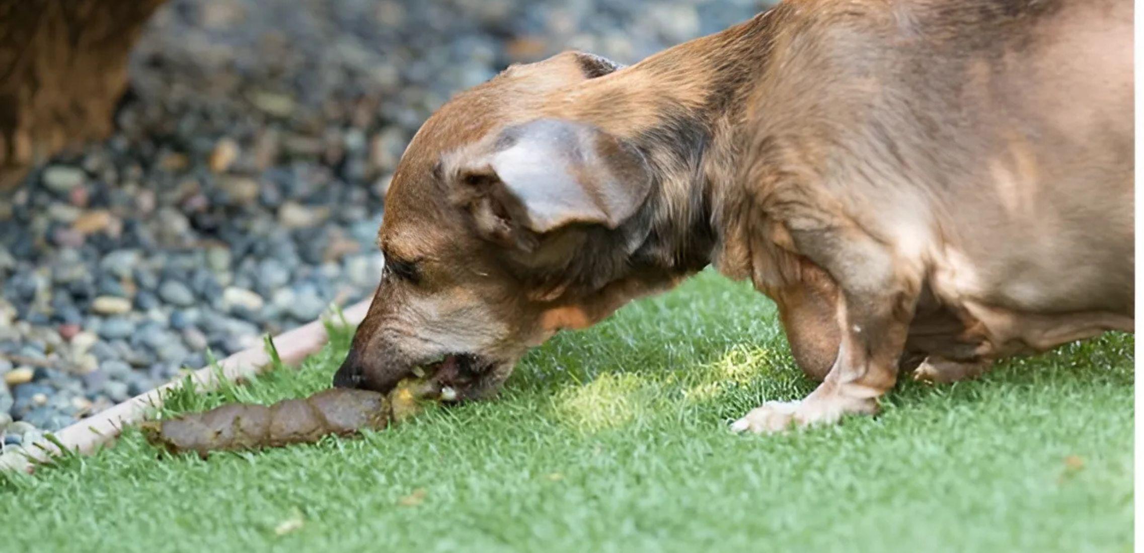 Dog is eating poop