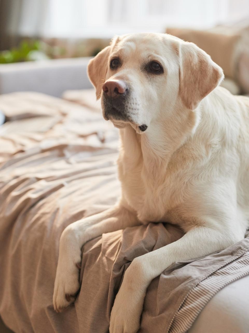 Vertical warm toned portrait of white Labrador dog lying on bed
