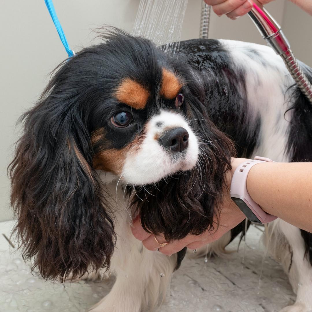 Portrait of Cavalier King Charles spaniel dog takes bubble bath in an animal grooming salon