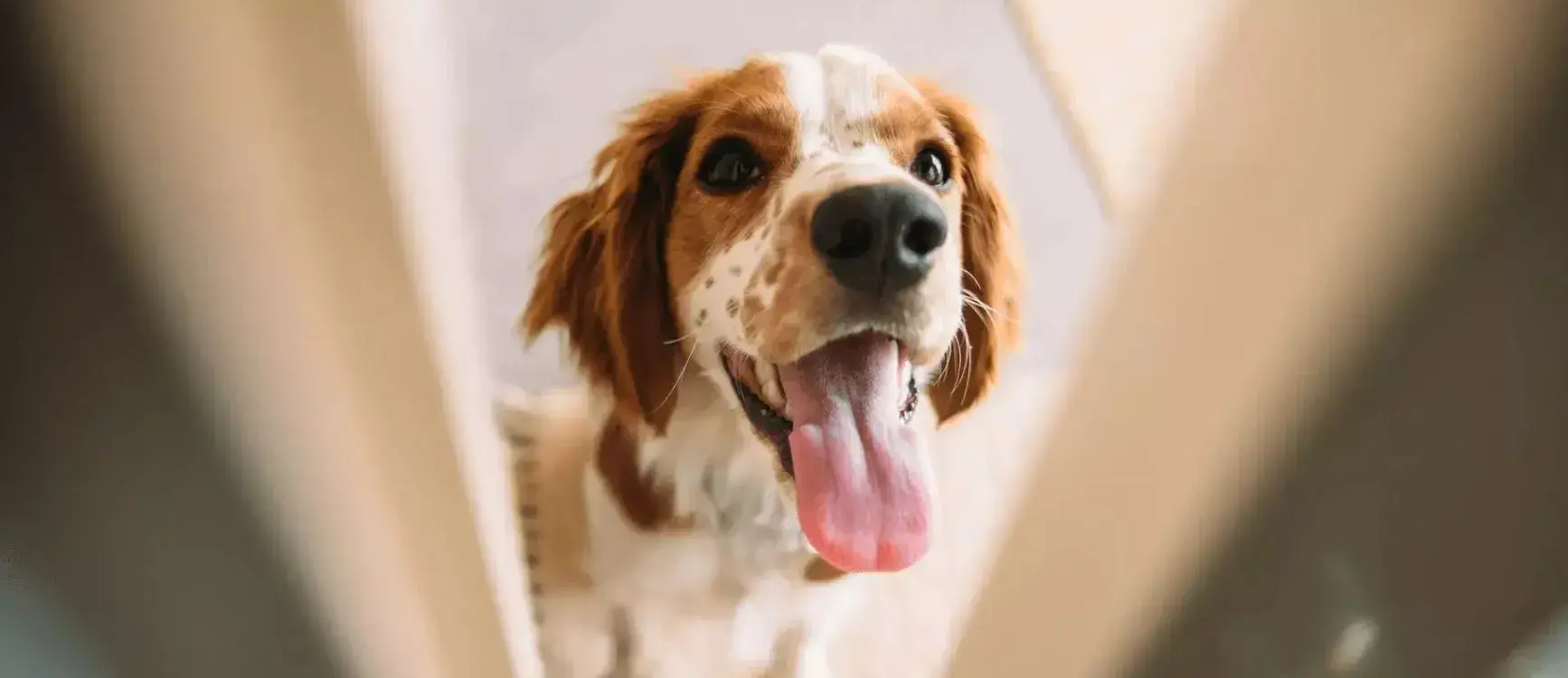 A dog standing behind a closed interior door, unable to get through to the room beyond