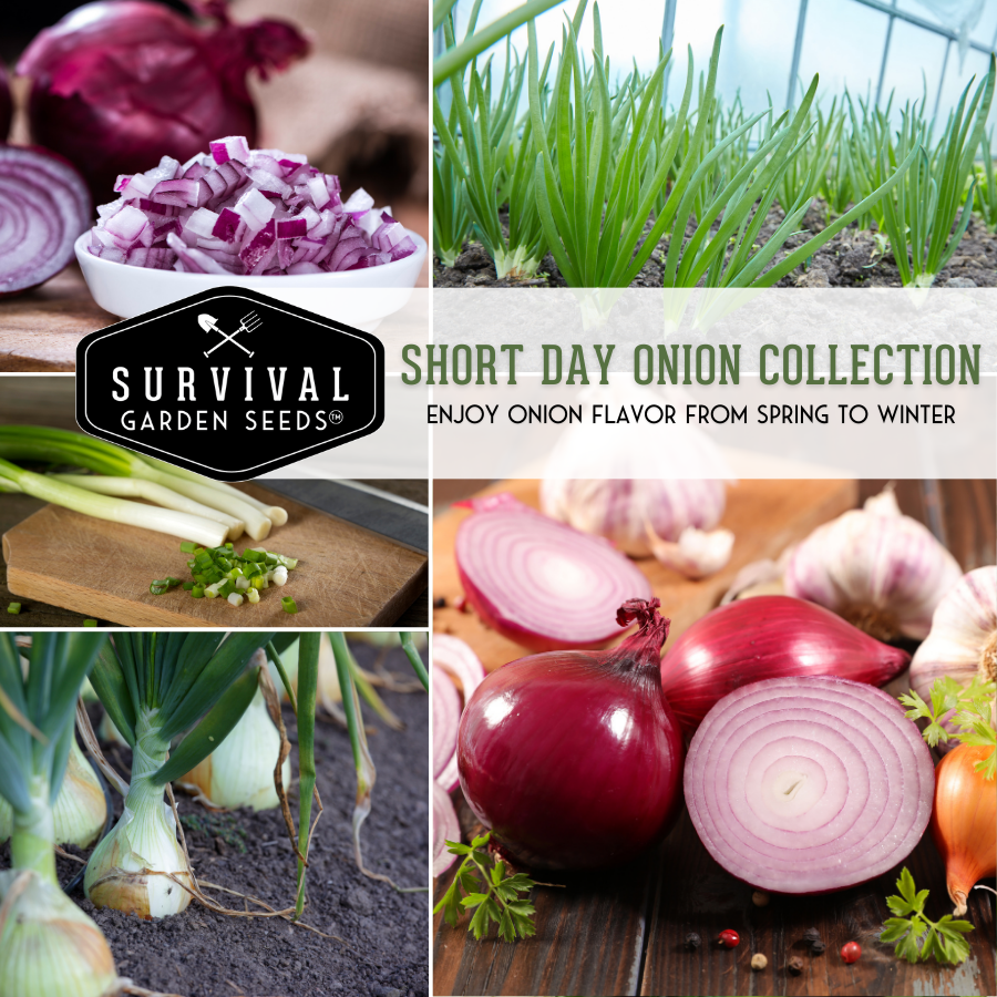 Short Day Onion Seed Collection