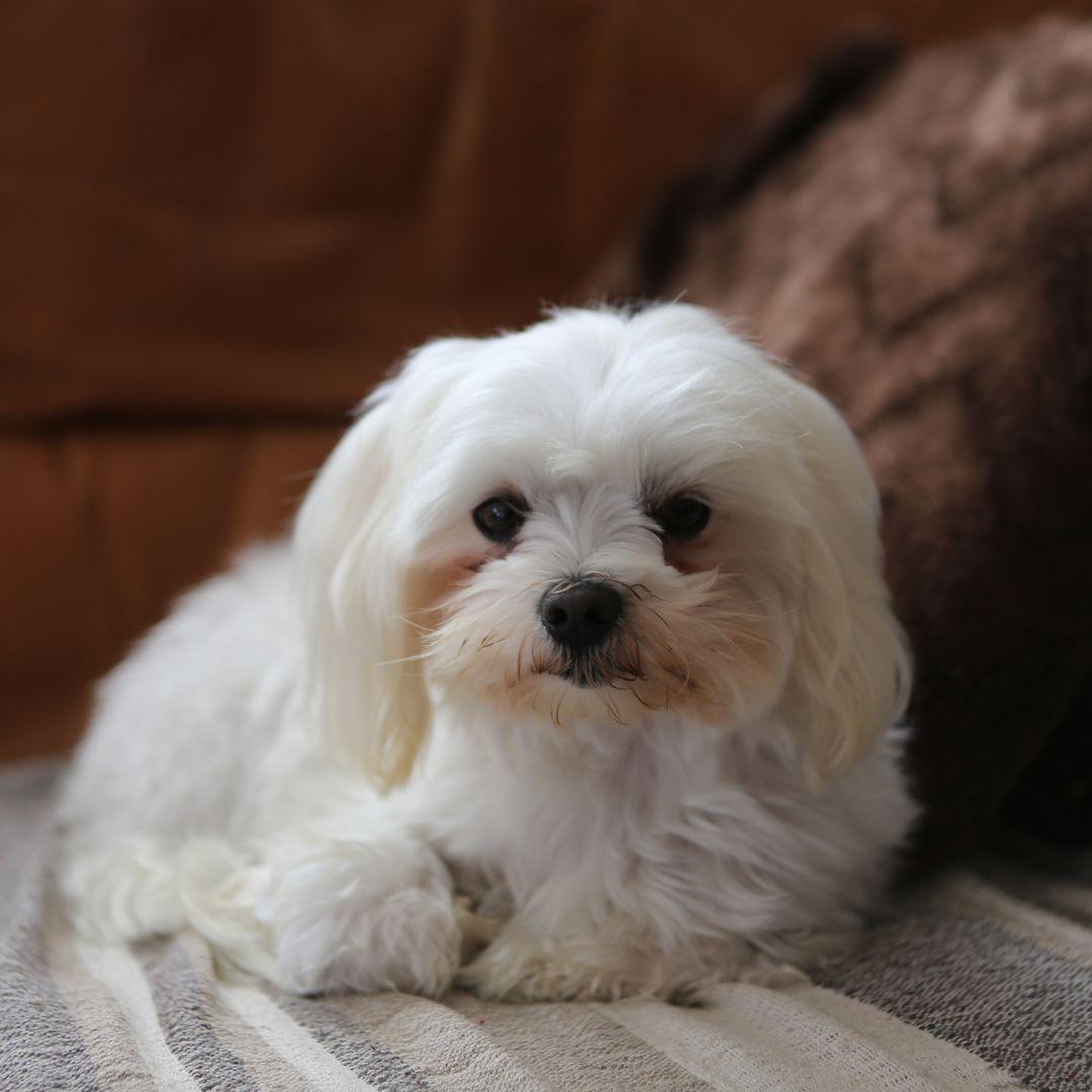 Maltese lying on carpet