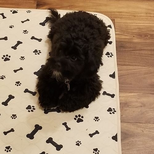A small black dog sitting on a potty pad with bone and paw patterns
