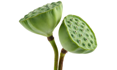Lotus Seed