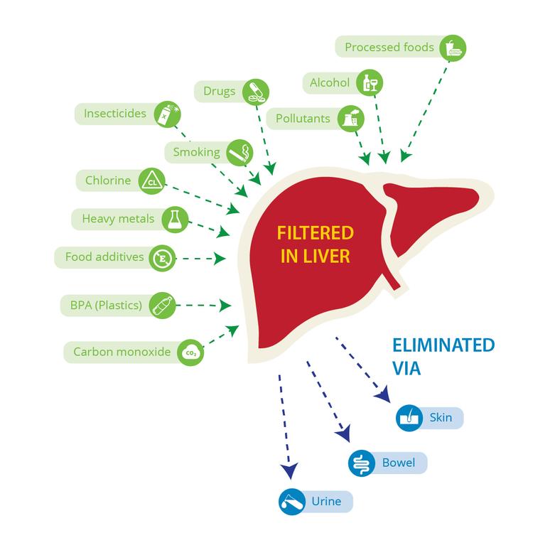 Everything You Need to Know About the Liver