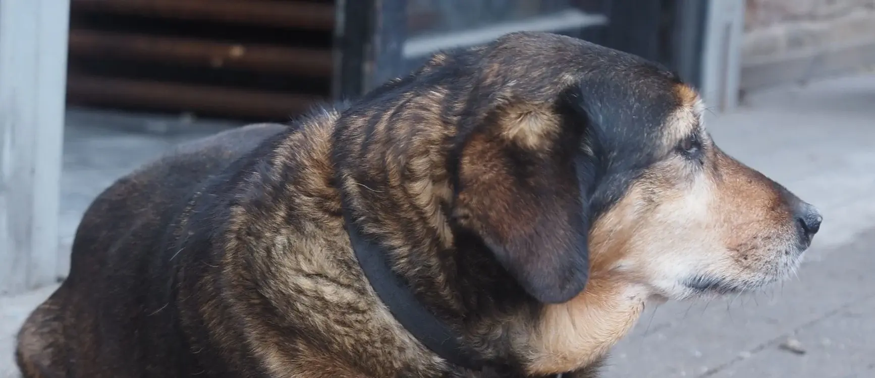 A dog on the sidewalk, gazing away from the camera, highlighting its potty training journey.