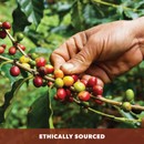 best coffee beans organic ethically sourced sustainable product