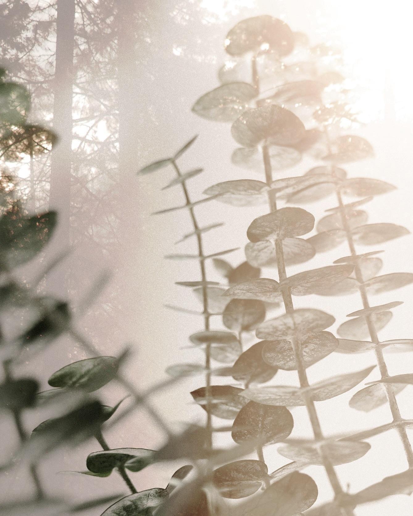 Eucalyptus Accord