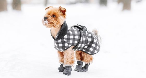 Dog wearing boots in winter