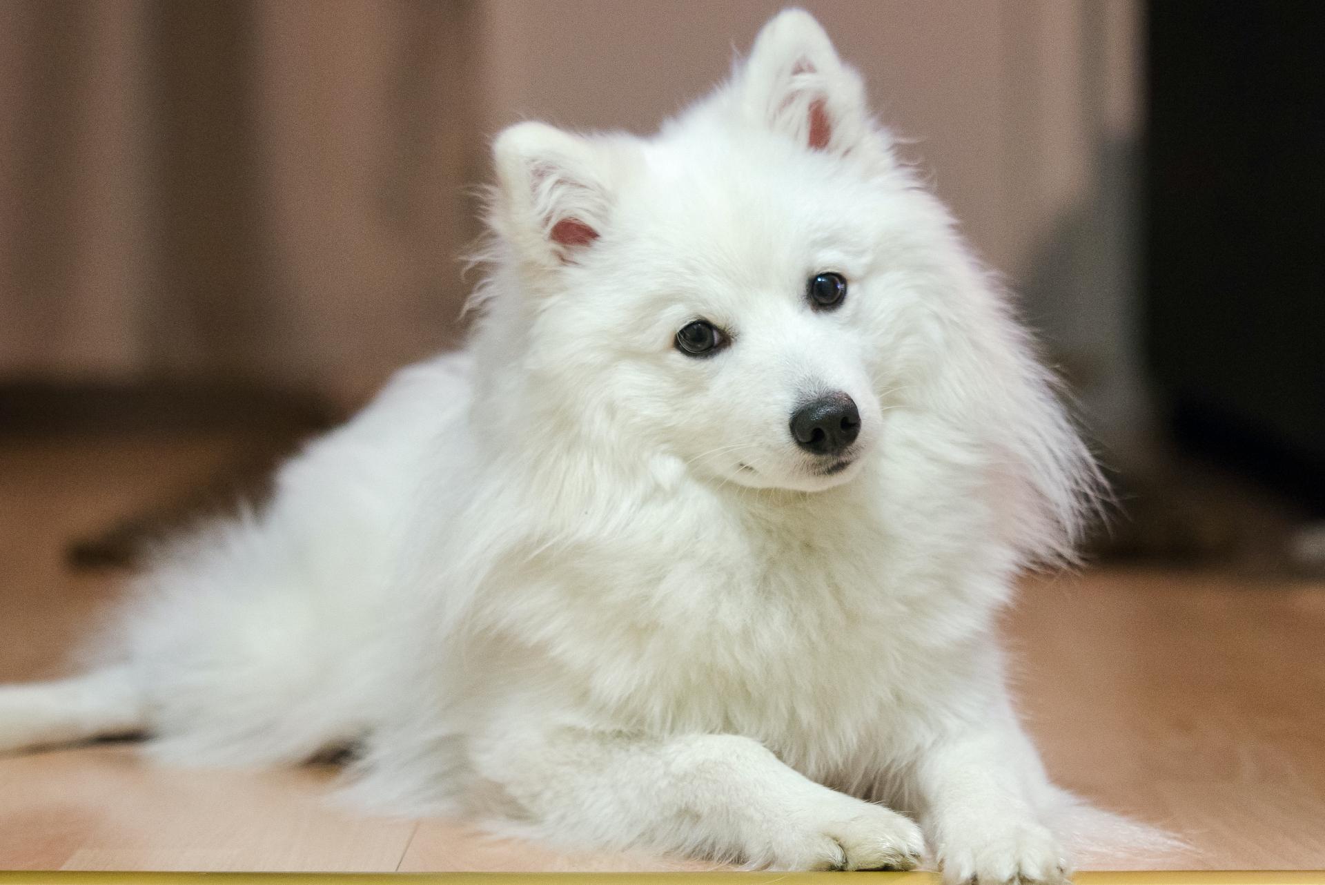 Adult japanese spitz