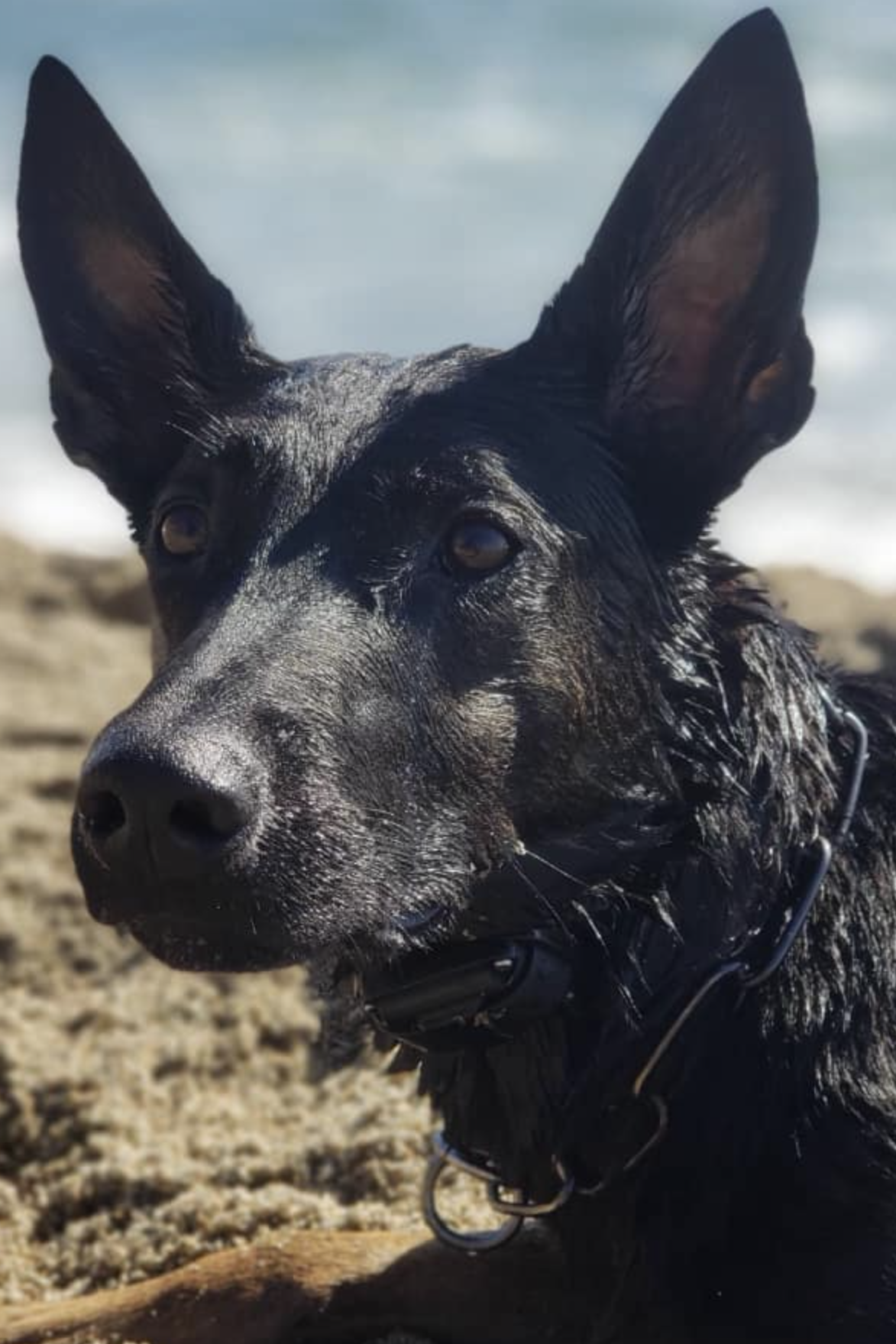 k9 cezar
