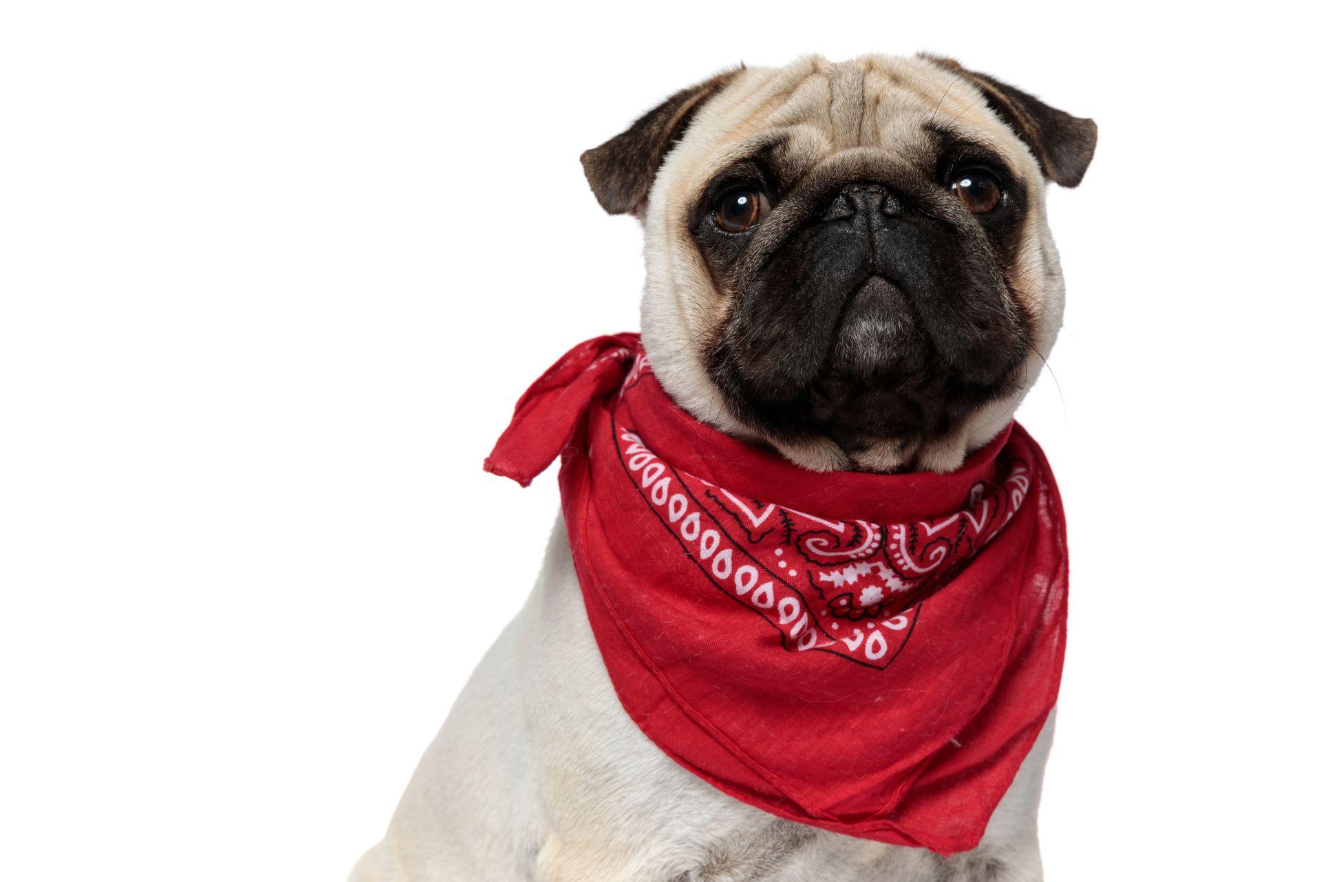 Cute pug with white background