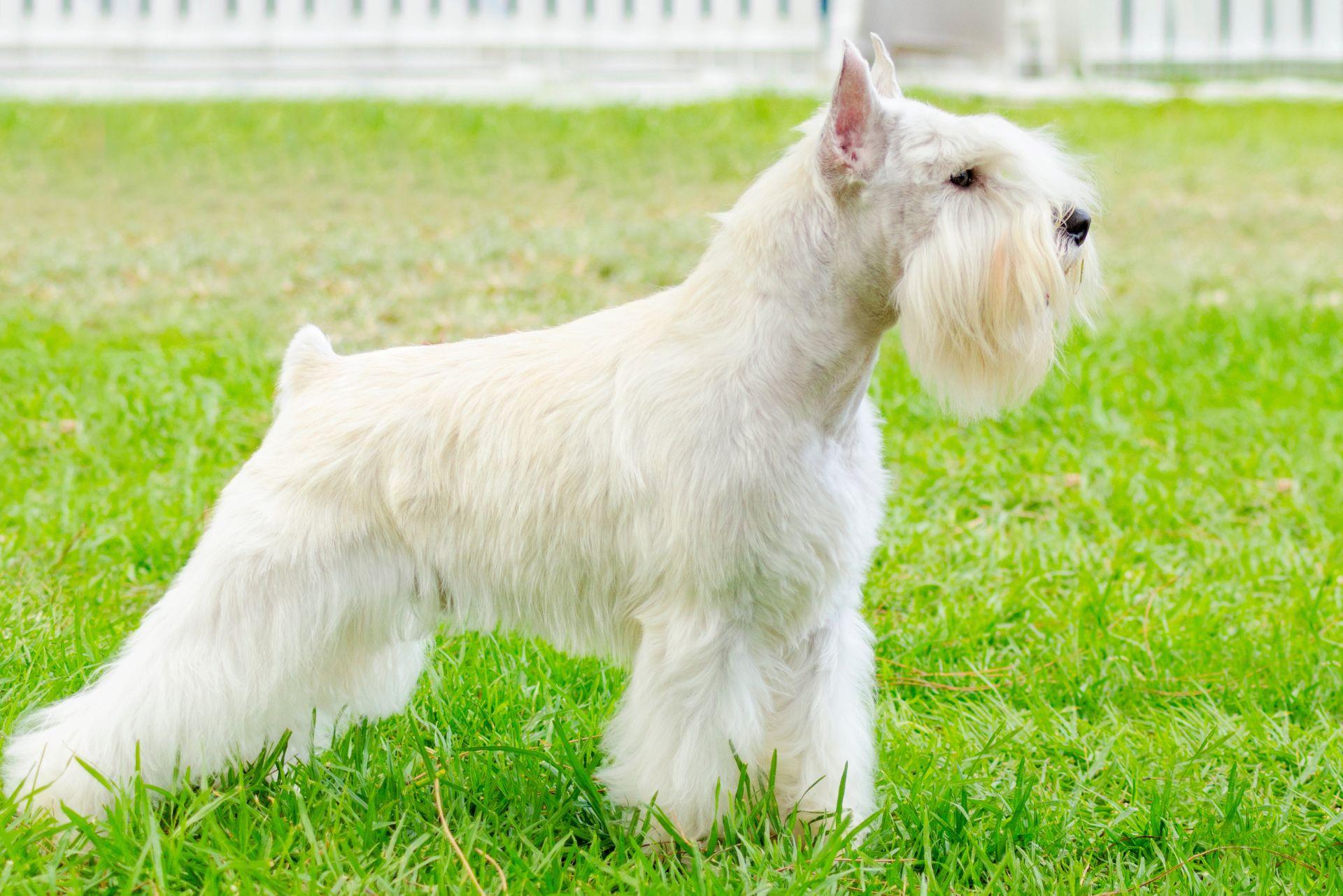 Long haired Miniature Schnauzer