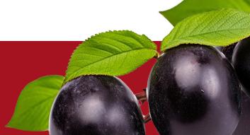 Black Plum