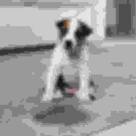 My Dog Pees Next to the Pee Pad Instead of On the Pad! What To Do