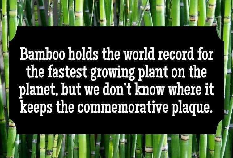 Bamboo is Comfortable