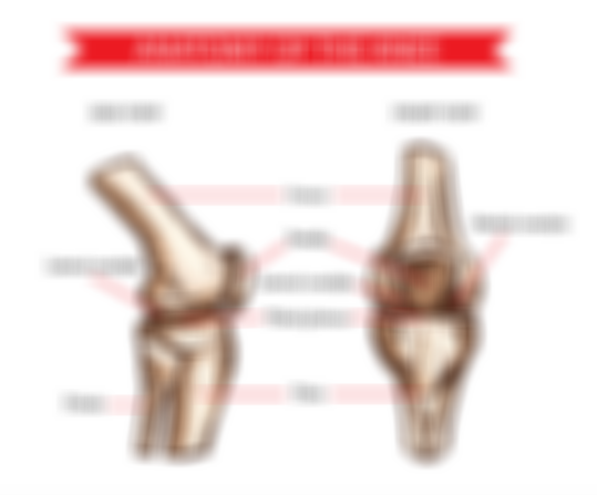 8 Most Common Knee Injuries and How to Prevent Them – SENTEQ