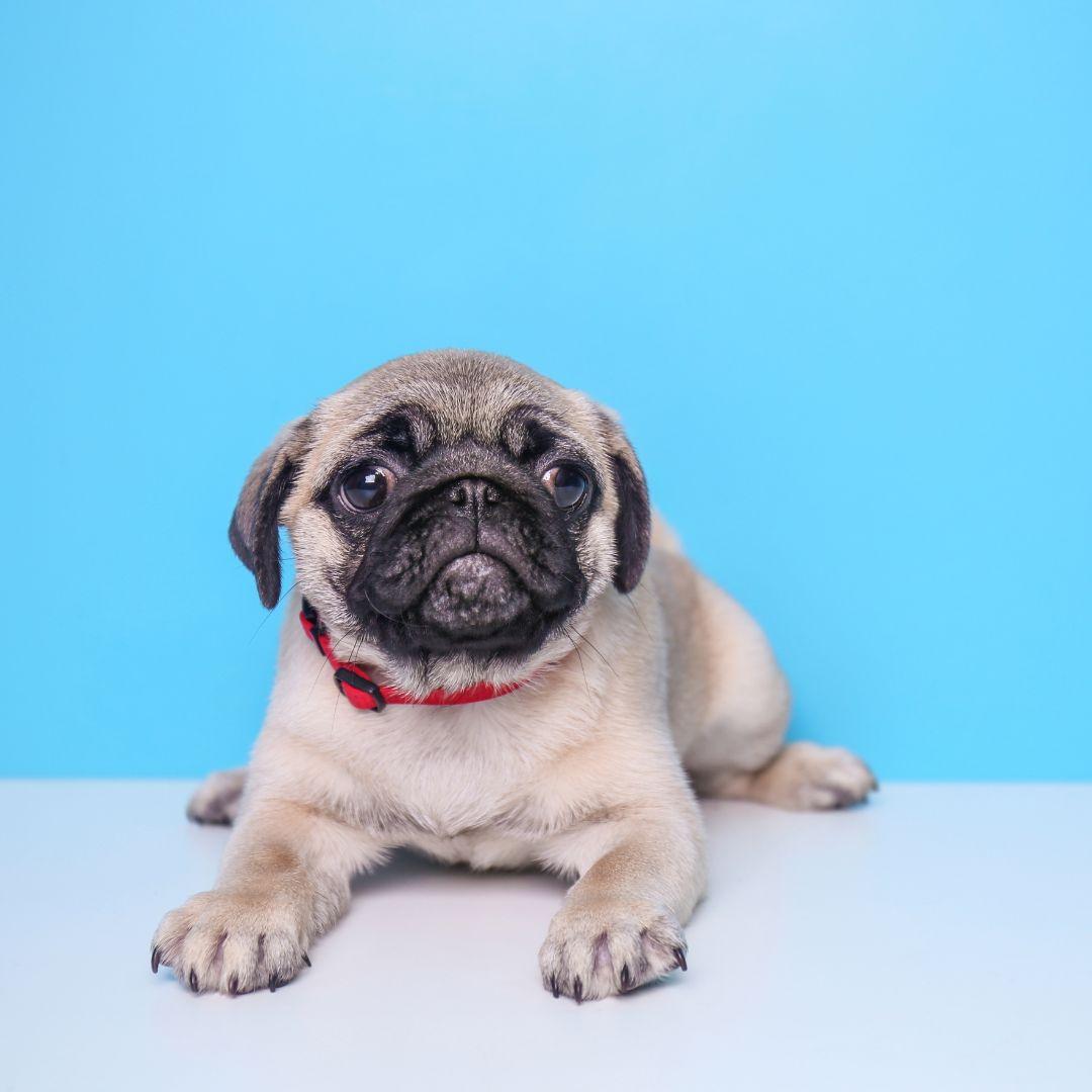 Cute little pug