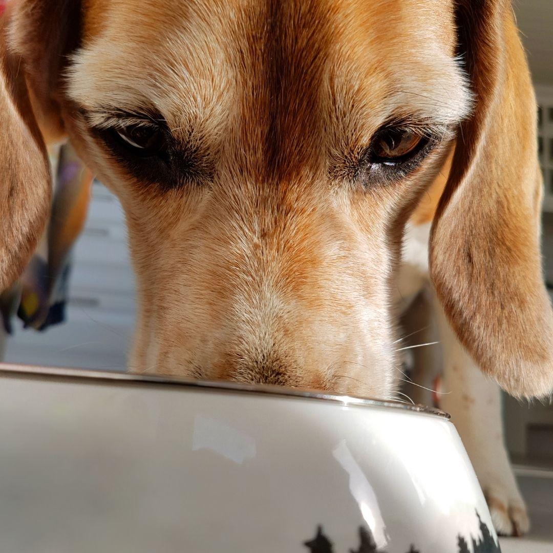 Tips to Prevent Car Sickness in Dogs 4Knines®