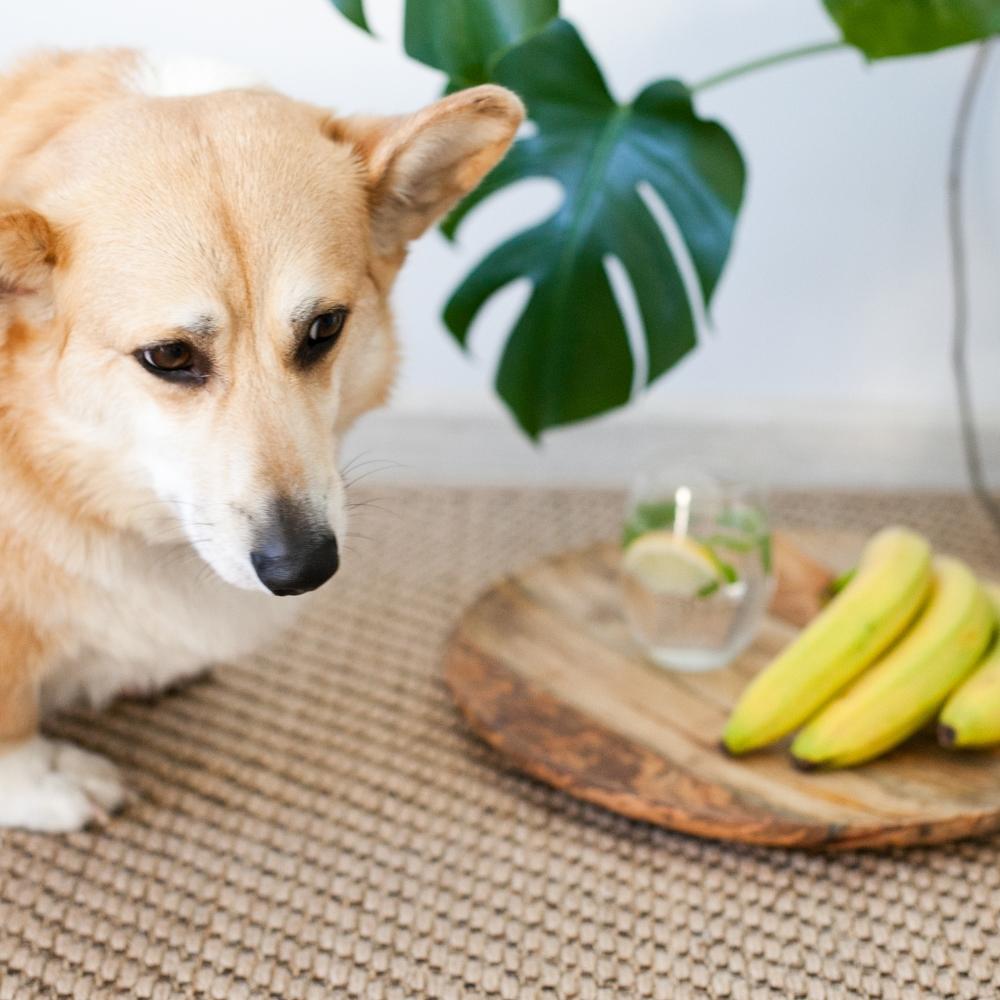 Photo inspiration: Can Dogs Eat Bananas Are Bananas Good Or Bad For Photo Inspiration