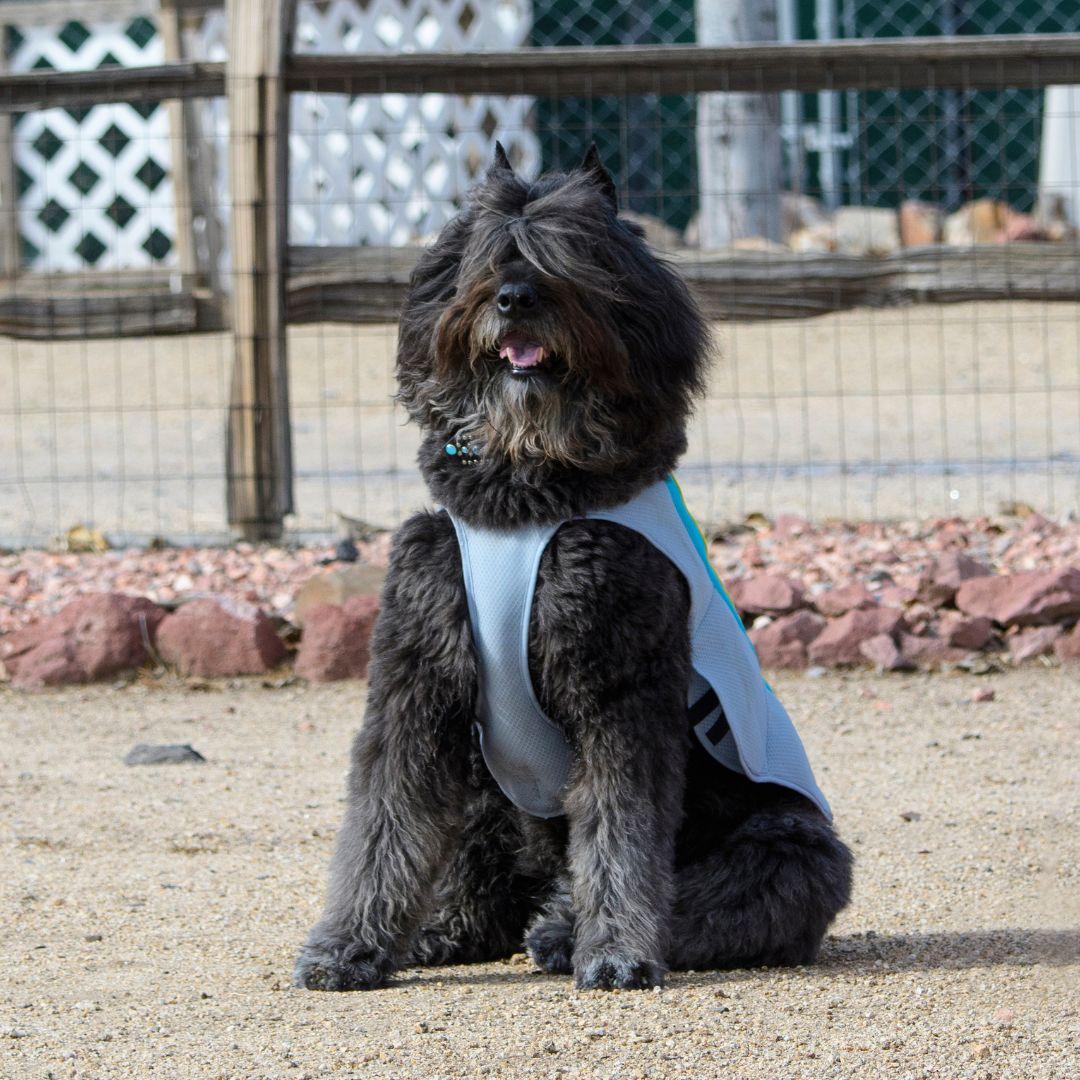 Dog in cooling coat