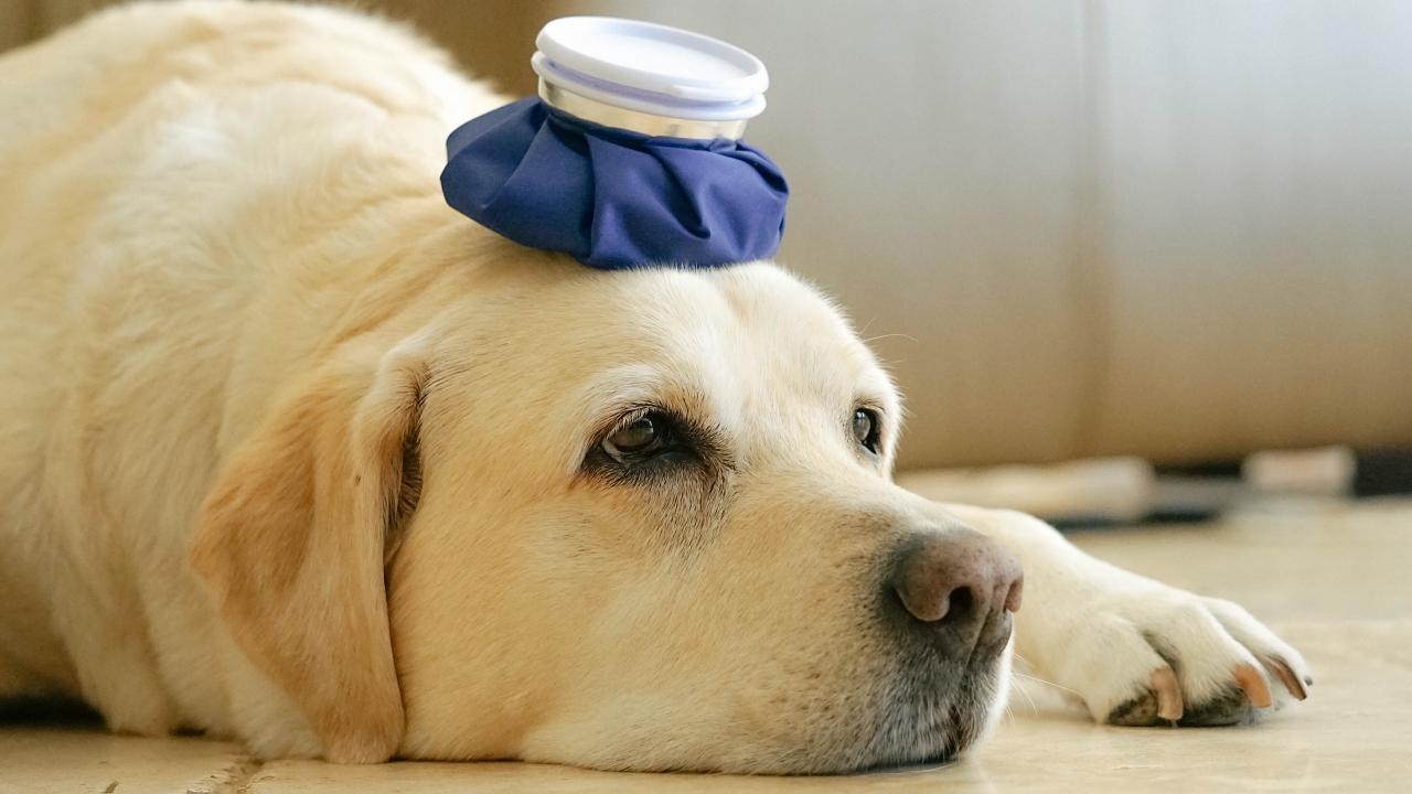 Cute Yellow Labrador retriever closeup headshot with ice pack on head