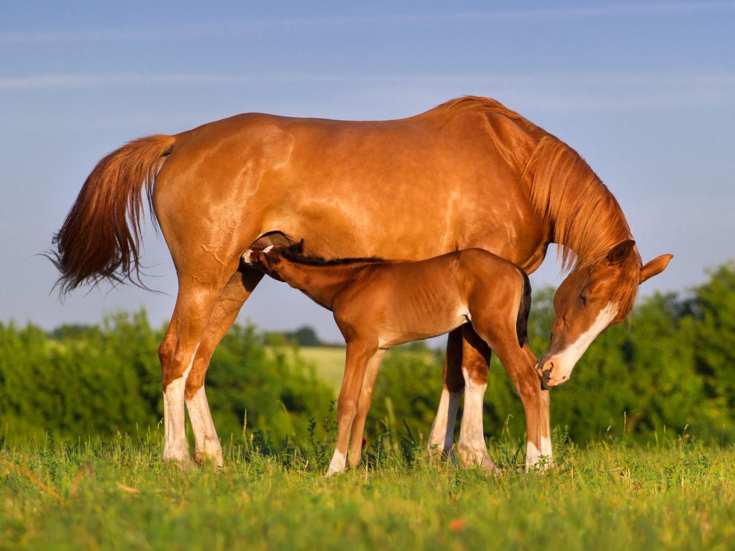 Selvita Equine Horse feeding Baby