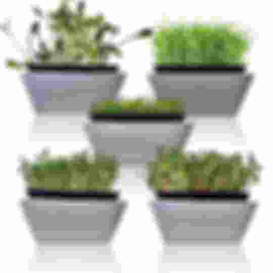 5 varieties of microgreens