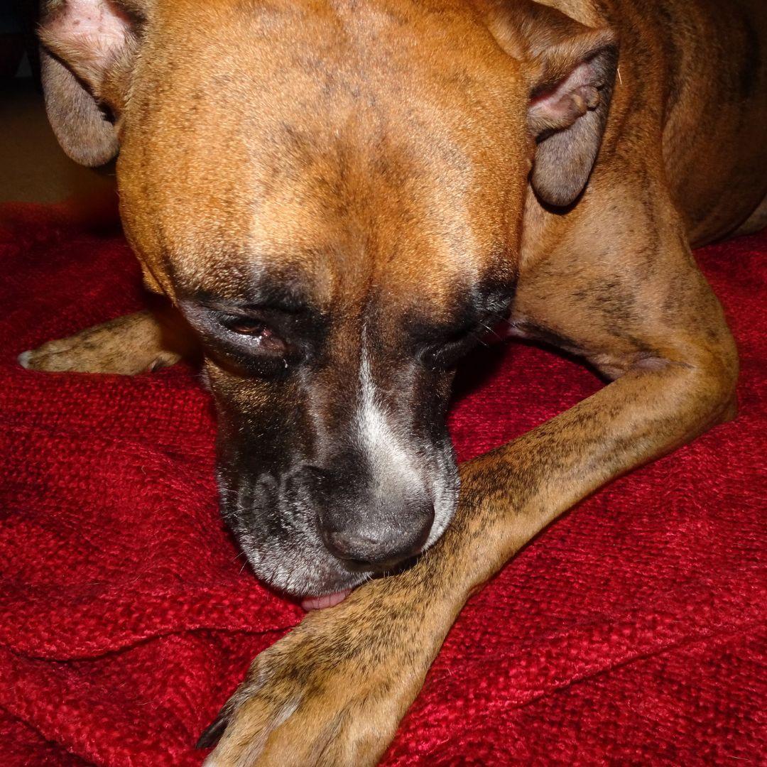 Boxer dog licking paw