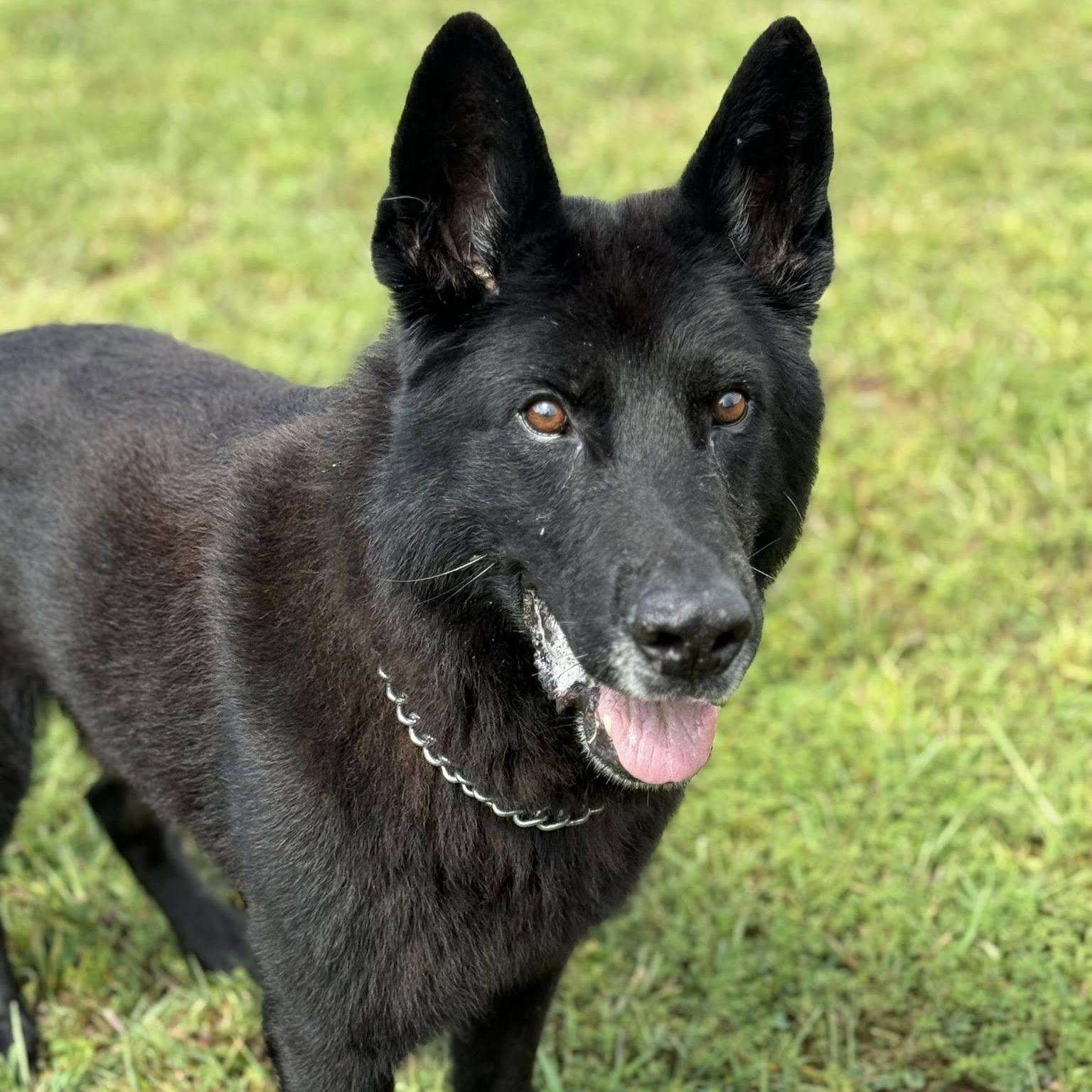 k9 bruno at the PK9H rehab & rehoming center