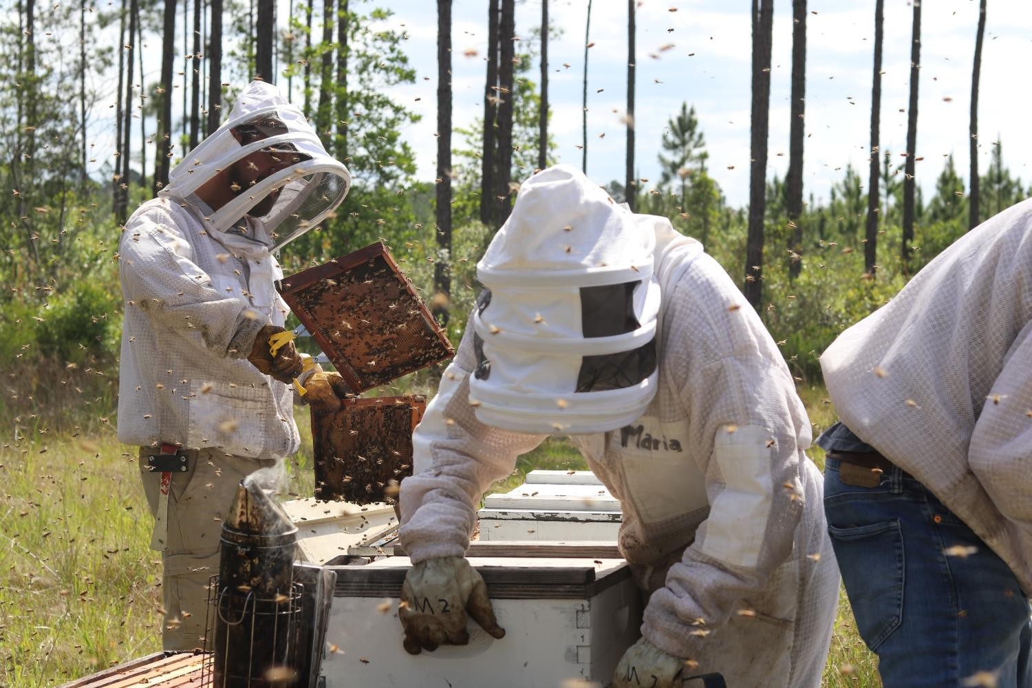 beekeeper treating colony