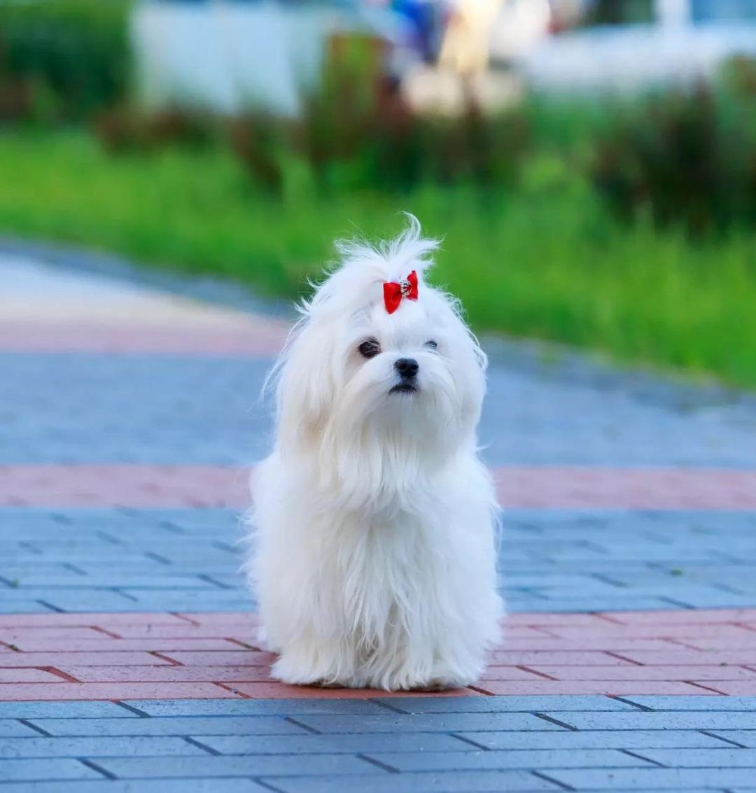 Maltese