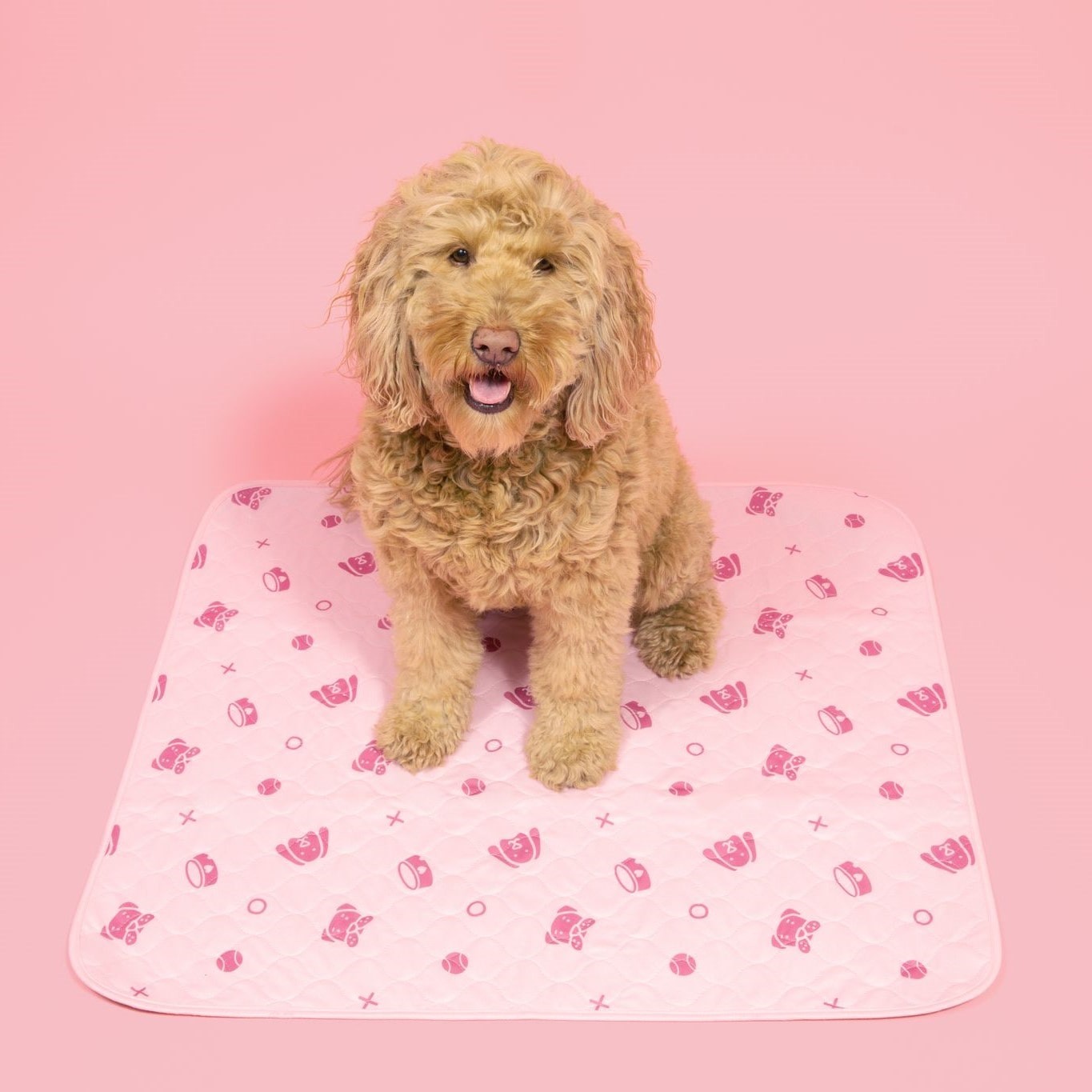 A dog sitting on a pee pad with a pink background