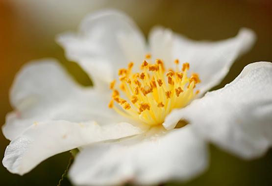 Close-up of a white flower with soft petals and bright yellow stamens in the centre.