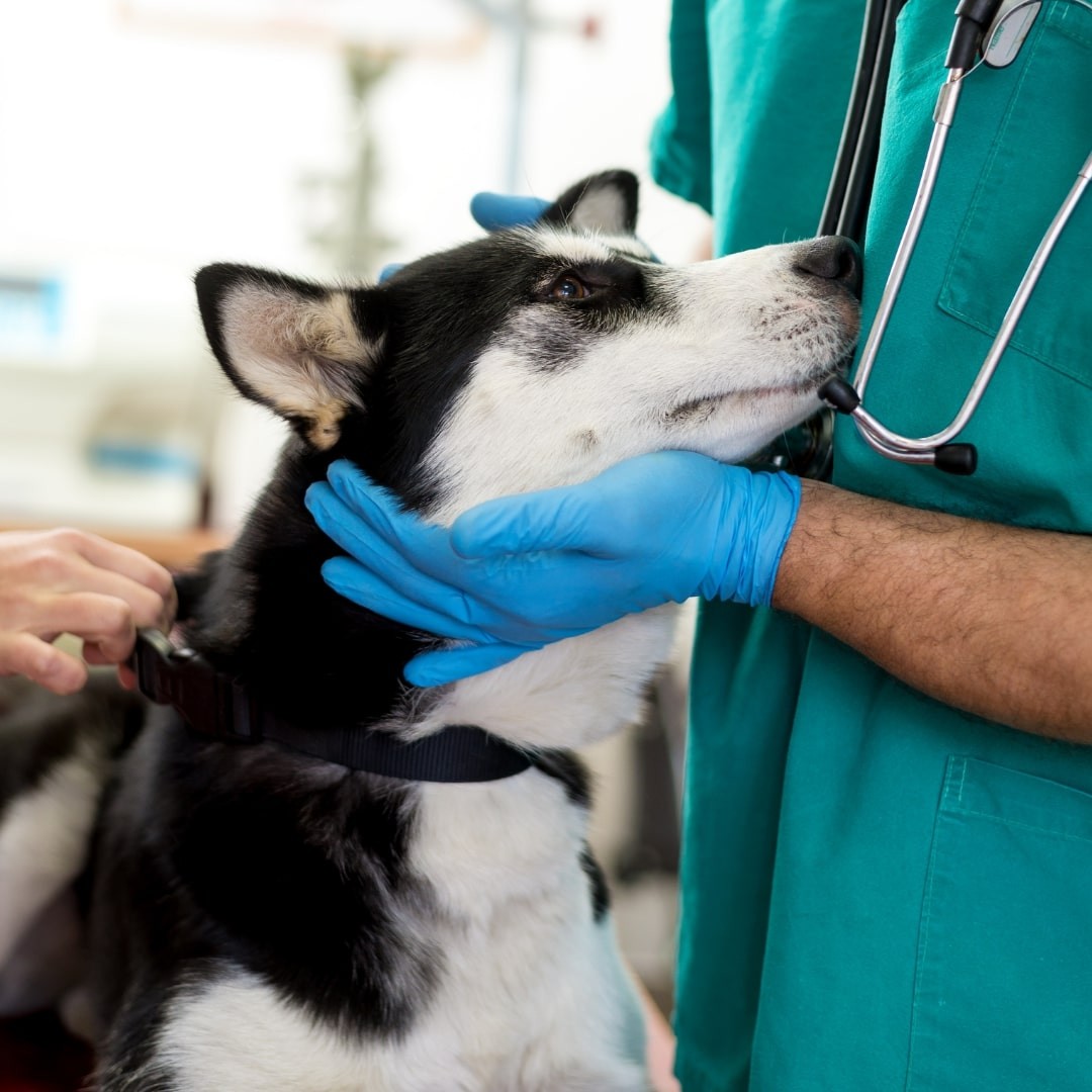 Dog examined by a veterinarian