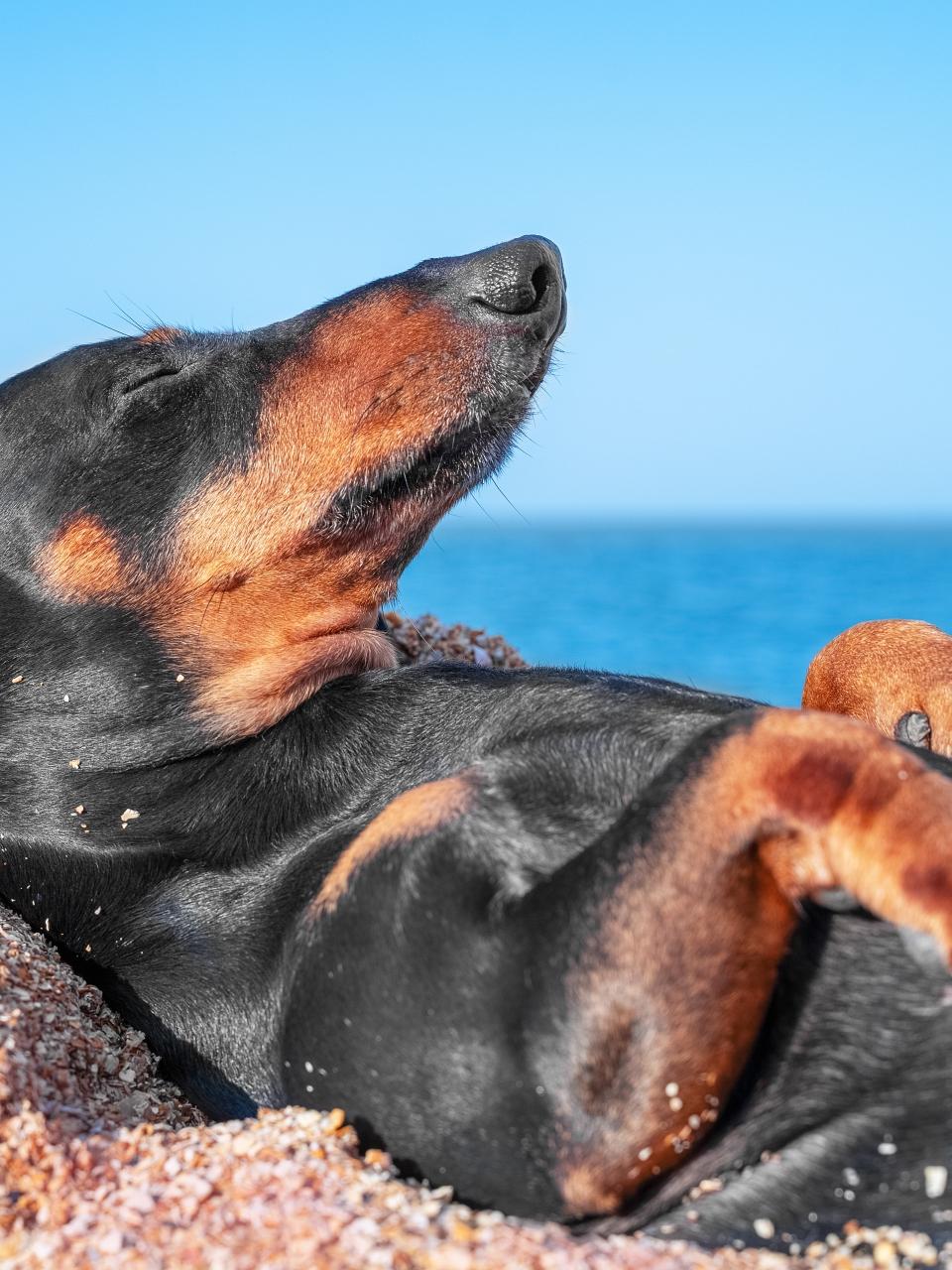Adorable dachshund puppy is lying on sandy beach with its belly up