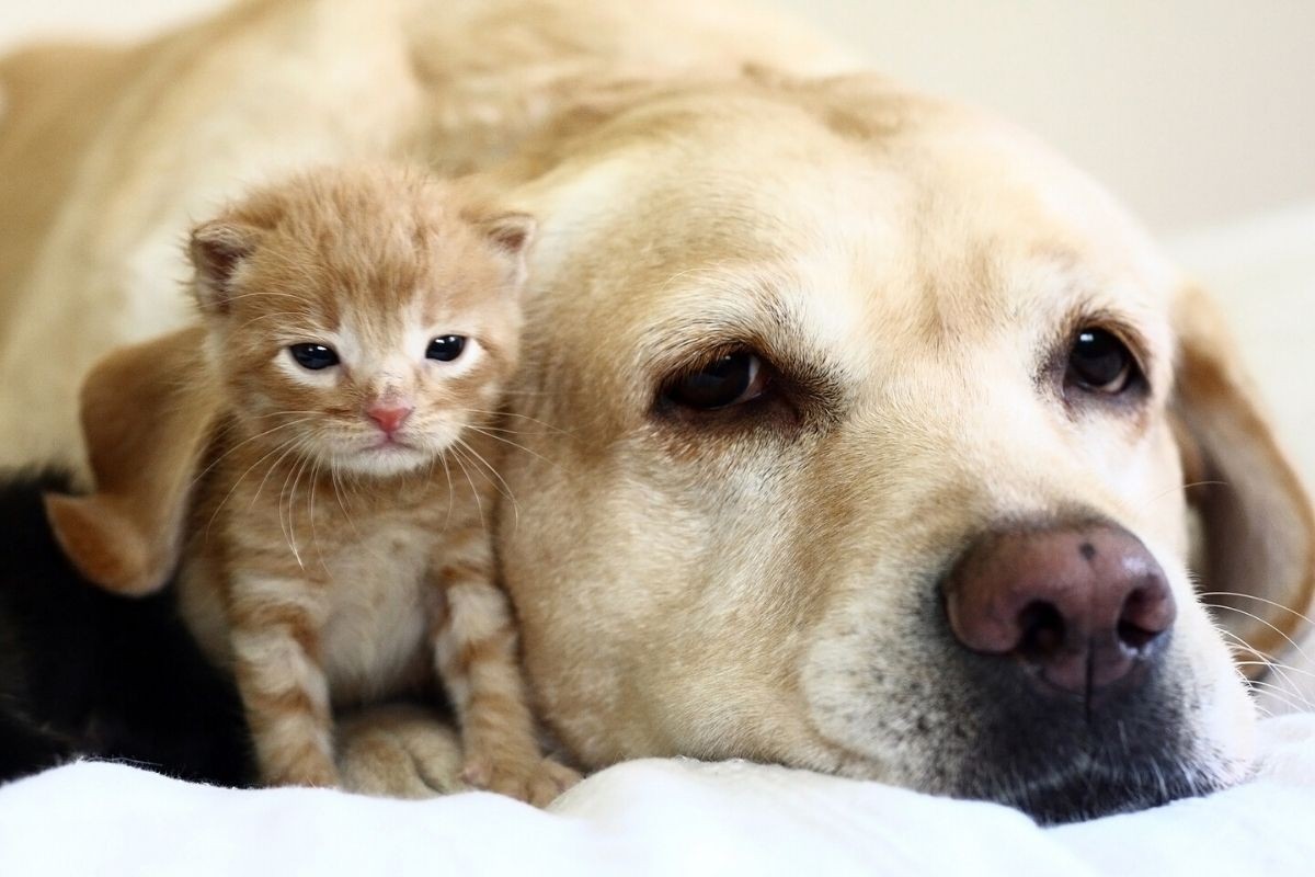 How to Introduce a Cat to a Dog - Blog Cover