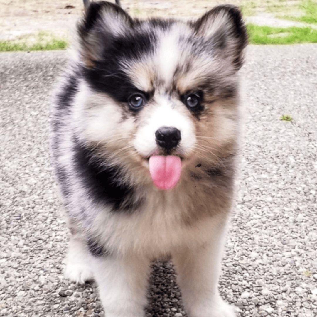 pomsky dog showing tongue