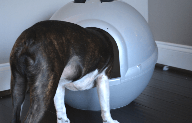 5 Dog-Proof Litter Box Options for Busy Pawrents – Door Buddy